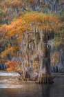 Autumn colors on Caddo Lake, Texas. Worlds largest bald cypress forest. Art Print